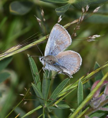 Puget Boisduval's Blue: Icaricia icarioides blackmorei