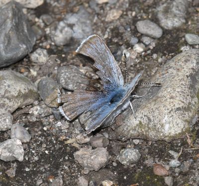 Puget Boisduval's Blue: Icaricia icarioides blackmorei