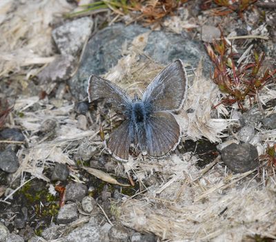Puget Boisduval's Blue: Icaricia icarioides blackmorei