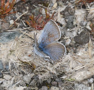 Puget Boisduval's Blue: Icaricia icarioides blackmorei