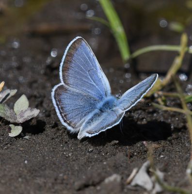 Boisduval's Blue: Icaricia icarioides