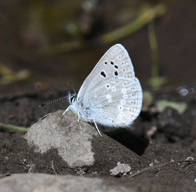 Boisduval's Blue: Icaricia icarioides