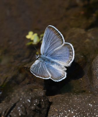 Boisduval's Blue: Icaricia icarioides