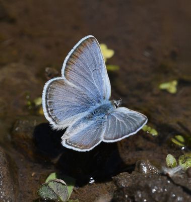 Boisduval's Blue: Icaricia icarioides