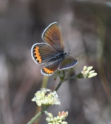 Lupine Blue: Icaricia lupini