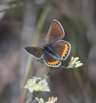 Lupine Blue: Icaricia lupini