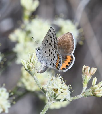 Lupine Blue: Icaricia lupini