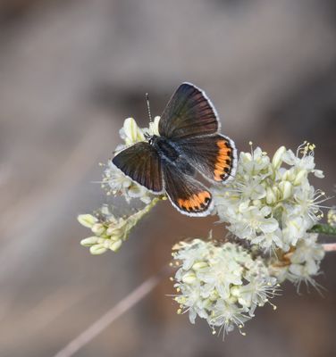 Lupine Blue: Icaricia lupini