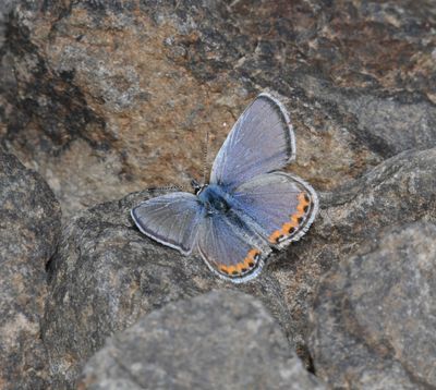 Lupine Blue: Icaricia lupini