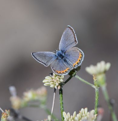 Lupine Blue: Icaricia lupini
