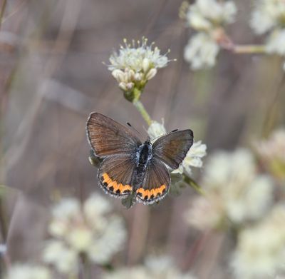 Lupine Blue: Icaricia lupini