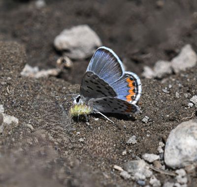 Lupine Blue: Icaricia lupini