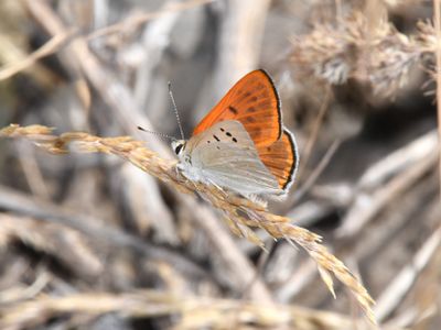 Ruddy Copper: Lycaena rubidus