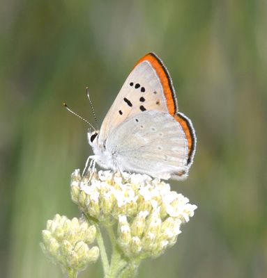 Ruddy Copper: Lycaena rubidus