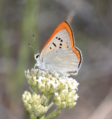 Ruddy Copper: Lycaena rubidus