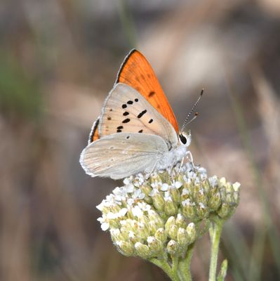 Ruddy Copper: Lycaena rubidus