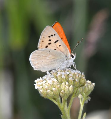 Ruddy Copper: Lycaena rubidus