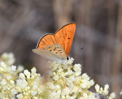 Ruddy Copper: Lycaena rubidus