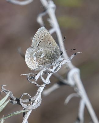 Halfmoon Hairstreak: Satyrium semiluna