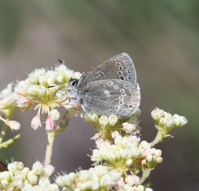 Halfmoon Hairstreak: Satyrium semiluna