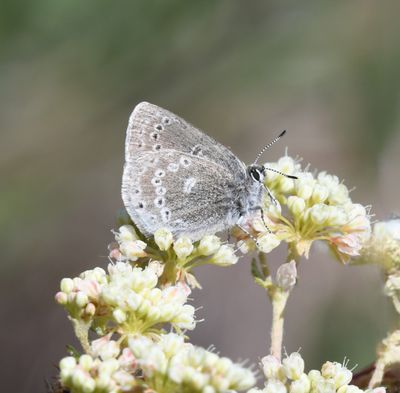 Halfmoon Hairstreak: Satyrium semiluna