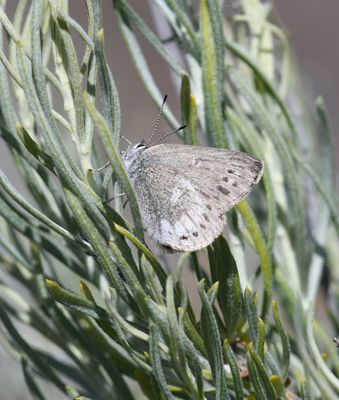 Halfmoon Hairstreak: Satyrium semiluna