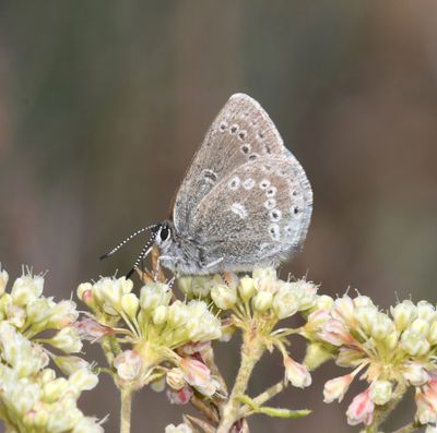 Halfmoon Hairstreak: Satyrium semiluna