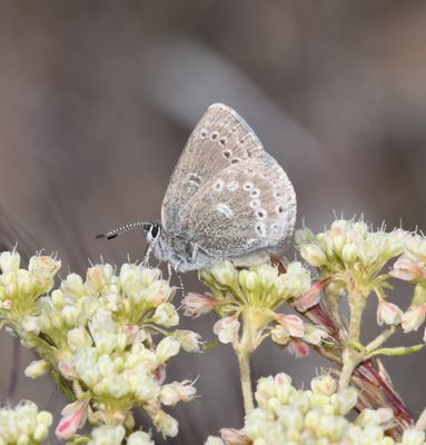 Halfmoon Hairstreak: Satyrium semiluna