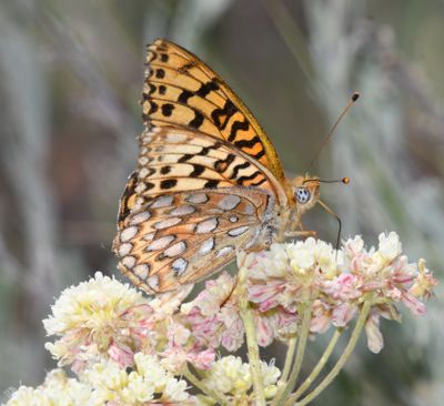 Coronis Fritillary: Speyeria coronis