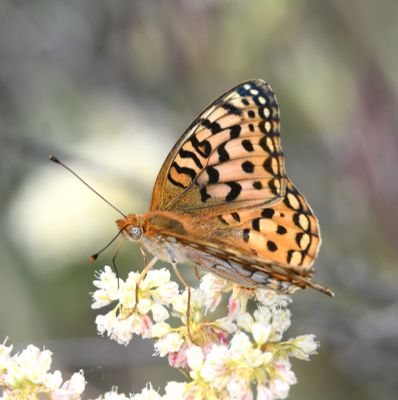 Coronis Fritillary: Speyeria coronis