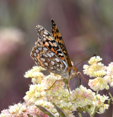 Coronis Fritillary: Speyeria coronis