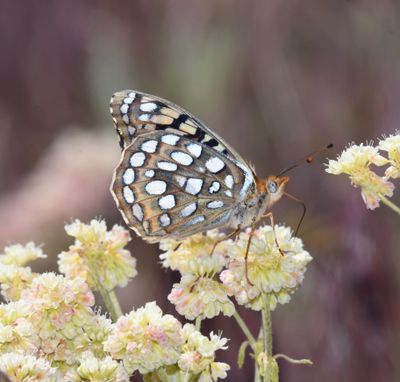 Coronis Fritillary: Speyeria coronis