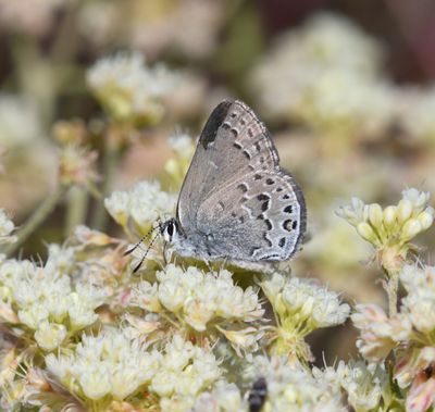 Behr's Hairstreak: Satyrium behrii