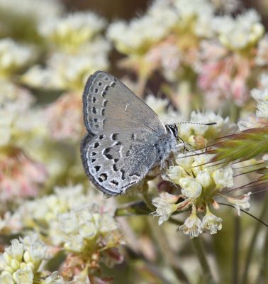 Behr's Hairstreak: Satyrium behrii