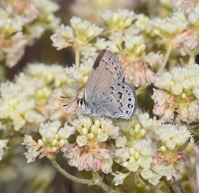 Behr's Hairstreak: Satyrium behrii