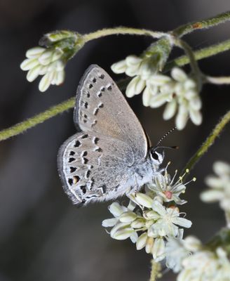 Behr's Hairstreak: Satyrium behrii