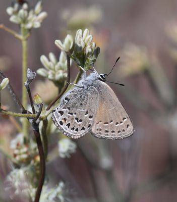 Behr's Hairstreak: Satyrium behrii