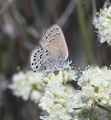 Behr's Hairstreak: Satyrium behrii