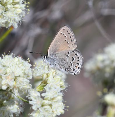 Behr's Hairstreak: Satyrium behrii