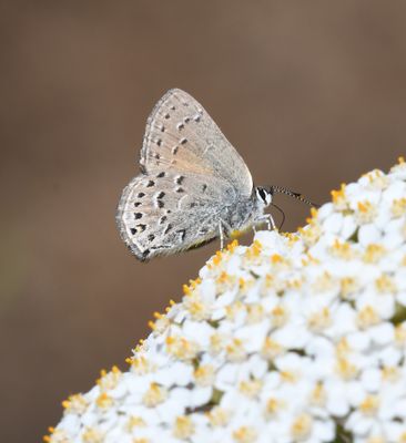 Behr's Hairstreak: Satyrium behrii