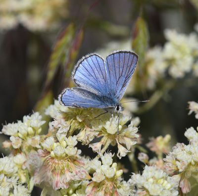 Blue Copper: Lycaena heteronea