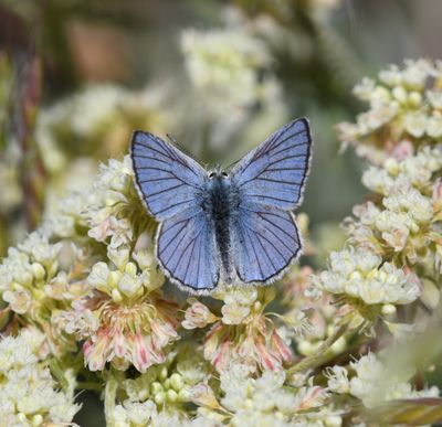 Blue Copper: Lycaena heteronea