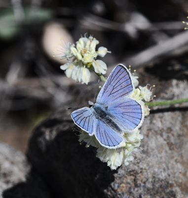 Blue Copper: Lycaena heteronea