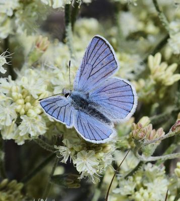 Blue Copper: Lycaena heteronea