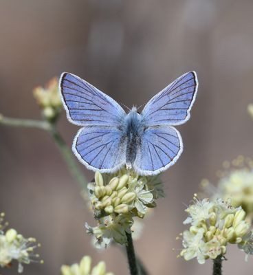 Blue Copper: Lycaena heteronea