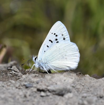Blue Copper: Lycaena heteronea