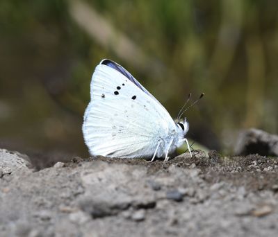 Blue Copper: Lycaena heteronea