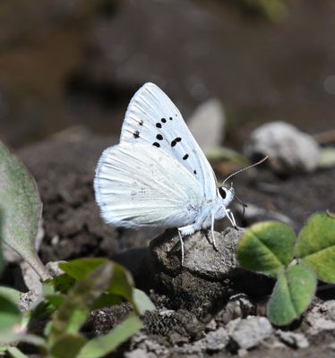 Blue Copper: Lycaena heteronea