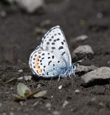 Columbia Blue: Euphilotes columbiae
