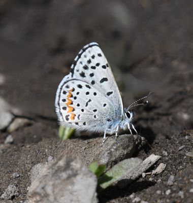 Columbia Blue: Euphilotes columbiae